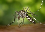 Kasus Demam Berdarah Dengue (DBD) Terus Meningkat, Program Wolbachia Tidak Memberikan Hasil? Menurut Menteri Kesehatan