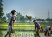 Anomali, Produksi Beras Mengalami Peningkatan di Agustus-Oktober 2024