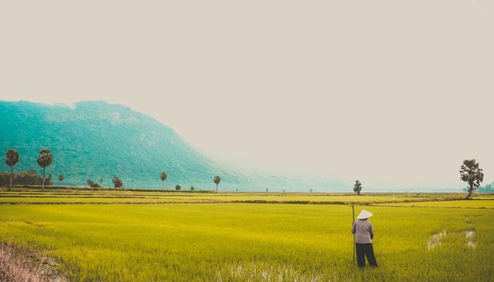 Target Bulog Serap 3 Juta Ton Beras pada April 2025 Baru Tercapai 45 Ribu Ton Beras