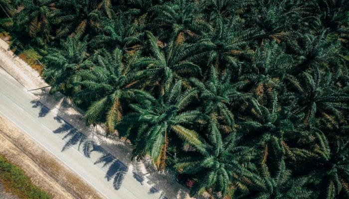 Jadi Produsen Minyak Sawit Terbesar, RI Tak Miliki Kuasa atas Harga di Pasar Global