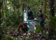 5 Orang Utan Dilepasliarkan ke Hutan Kalteng Usai Jalani Proses Rehabilitasi Selama Lebih dari 10 Tahun