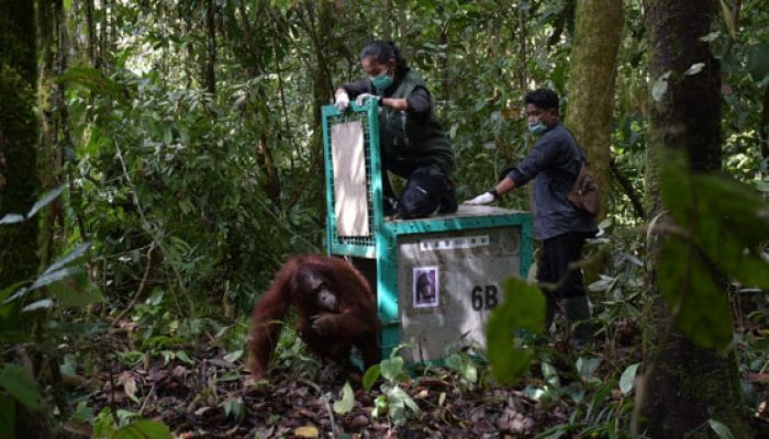 5 Orang Utan Dilepasliarkan ke Hutan Kalteng Usai Jalani Proses Rehabilitasi Selama Lebih dari 10 Tahun