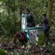 5 Orang Utan Dilepasliarkan ke Hutan Kalteng Usai Jalani Proses Rehabilitasi Selama Lebih dari 10 Tahun