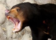 Kondisi Kaki Beruang Madu di Jambi Terluka Parah Setelah Terlilit Jerat Selama 2 Hari