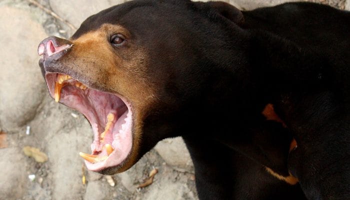 Kondisi Kaki Beruang Madu di Jambi Terluka Parah Setelah Terlilit Jerat Selama 2 Hari