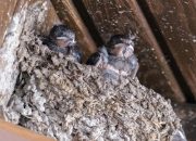 PT Abadi Lestari Indonesia Siap IPO 8 Desember, Bidik Dana hingga Rp105 Miliar