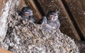 PT Abadi Lestari Indonesia Siap IPO 8 Desember, Bidik Dana hingga Rp105 Miliar