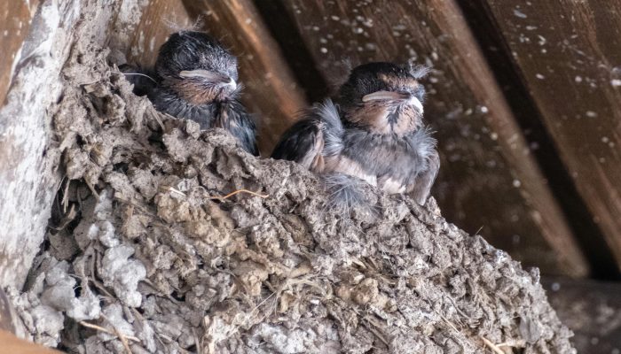 PT Abadi Lestari Indonesia Siap IPO 8 Desember, Bidik Dana hingga Rp105 Miliar